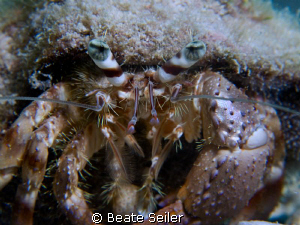 Hermit crab ,taken with Canon G10 and UCL165 by Beate Seiler 